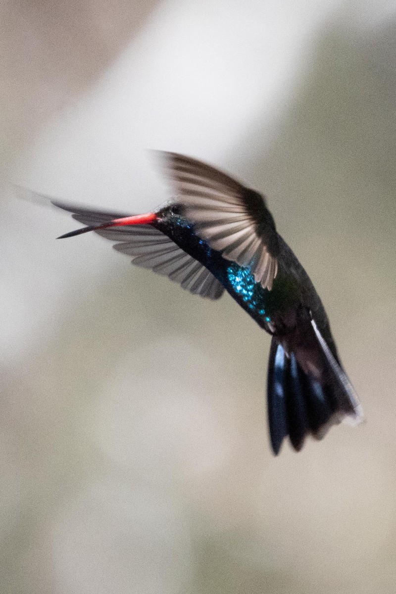 Broad-billed Hummingbird - ML618537519