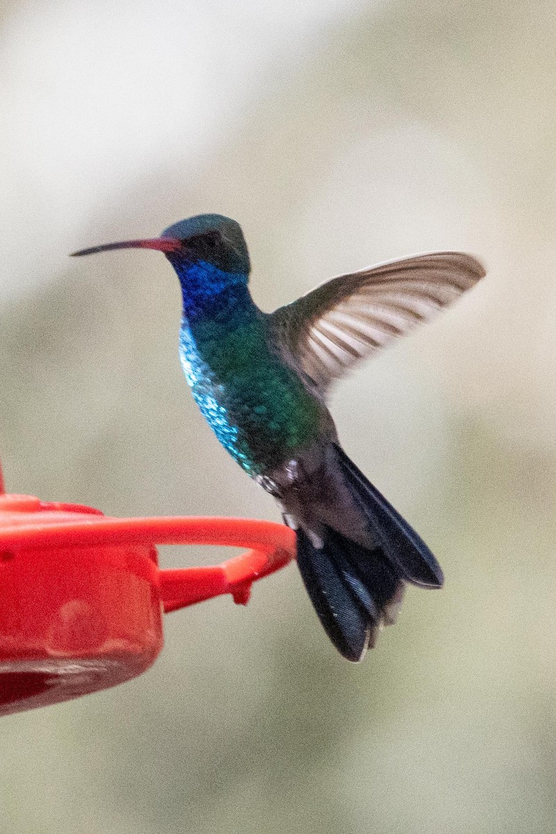 Broad-billed Hummingbird - dan davis