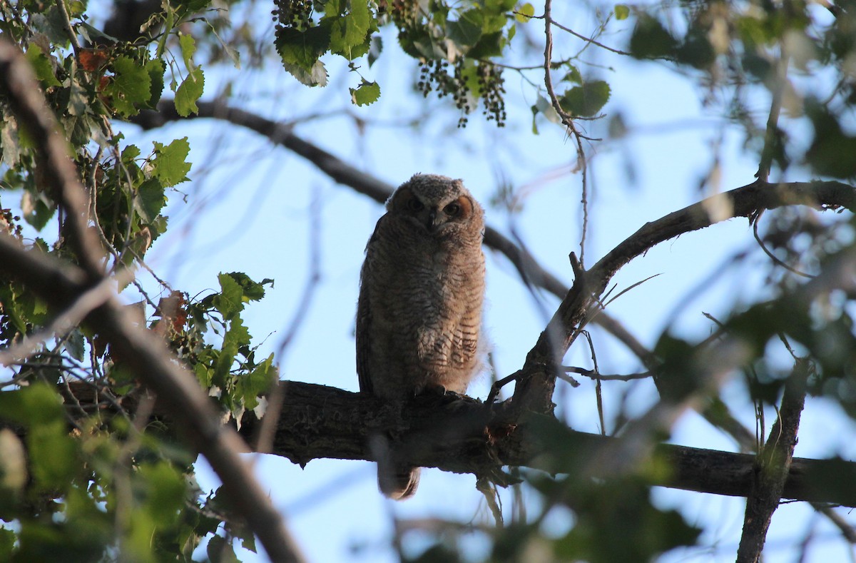 Great Horned Owl - ML618537530