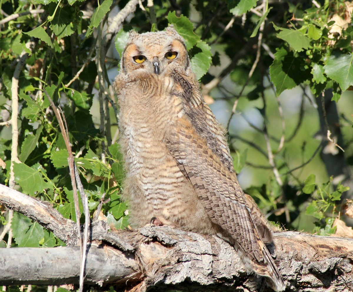 Great Horned Owl - ML618537531