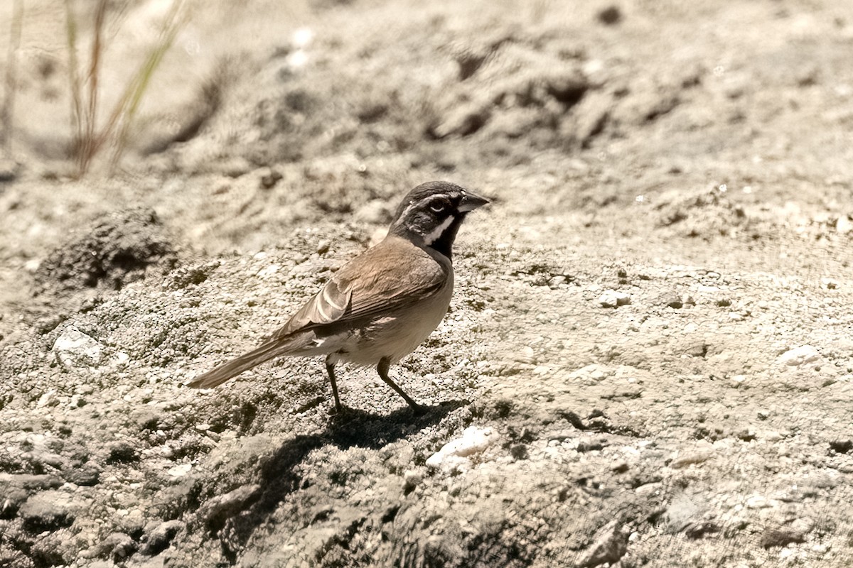 Black-throated Sparrow - ML618537539