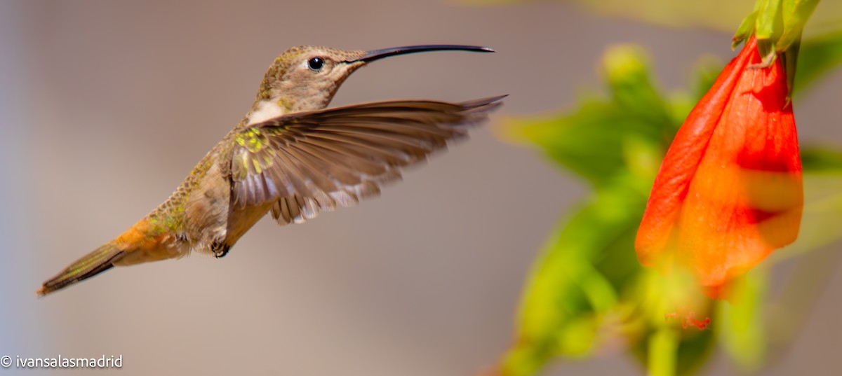 Oasis Hummingbird - IVAN SALAS