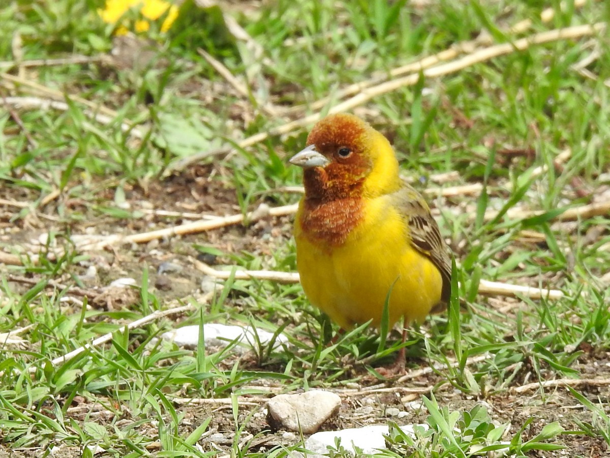 Red-headed Bunting - ML618537545