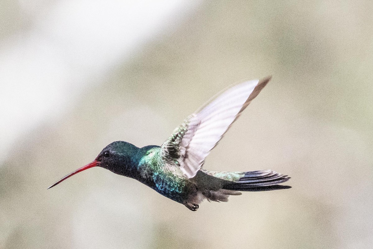 Broad-billed Hummingbird - ML618537546
