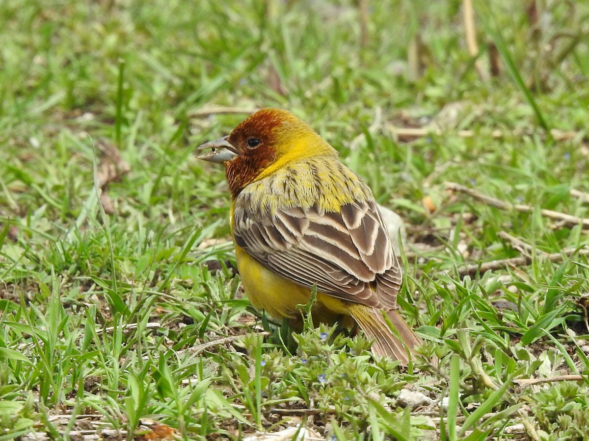 Red-headed Bunting - ML618537547