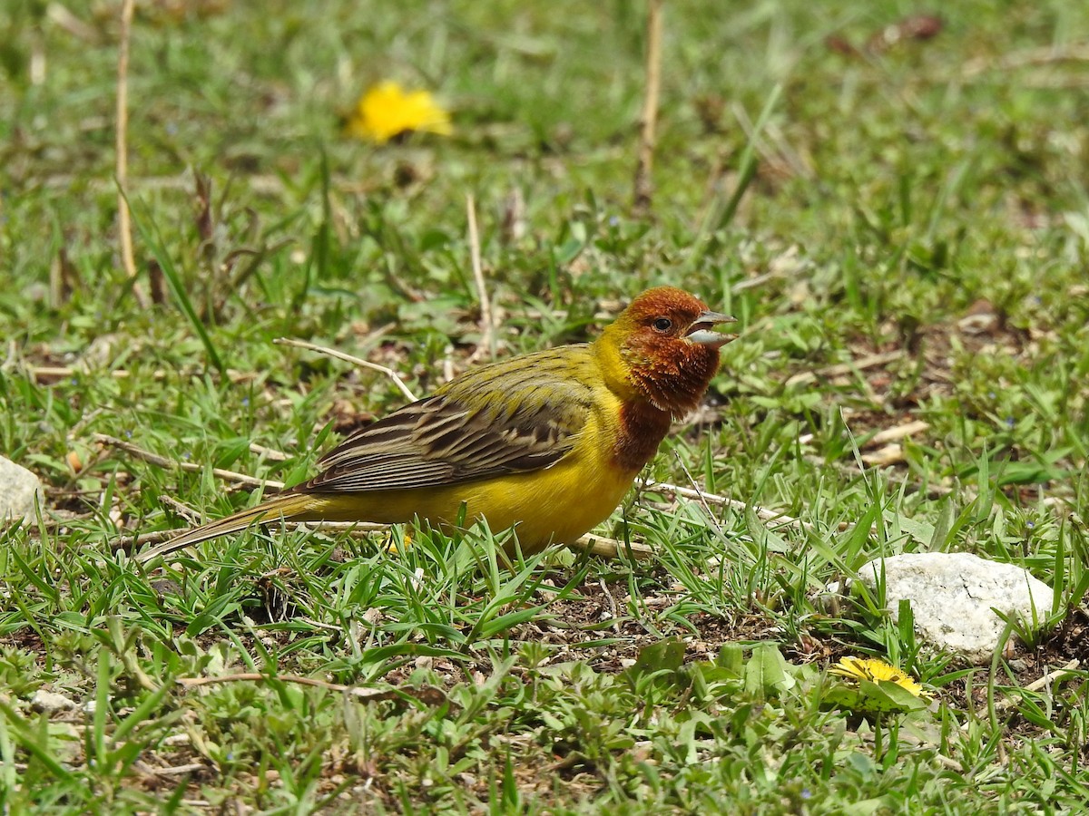 Red-headed Bunting - ML618537550