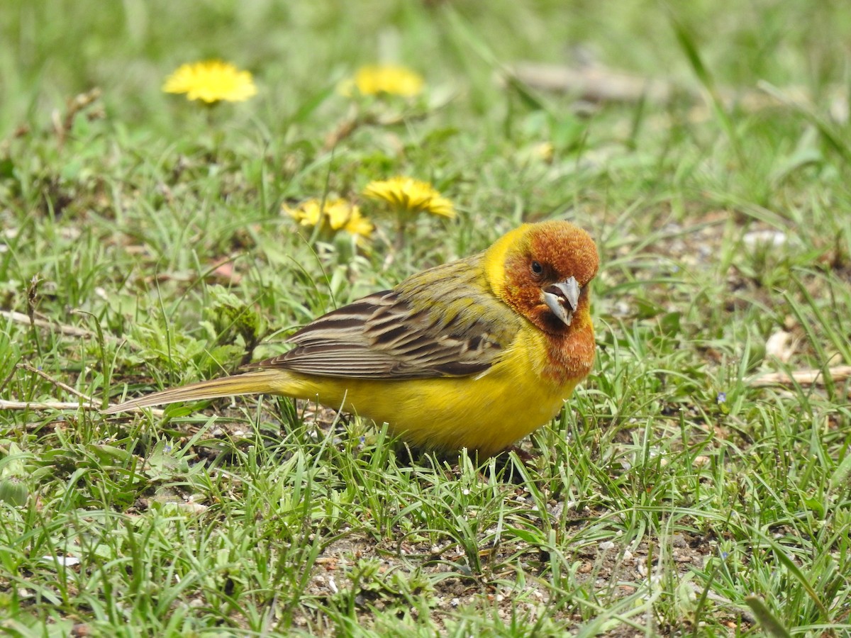 Red-headed Bunting - ML618537553