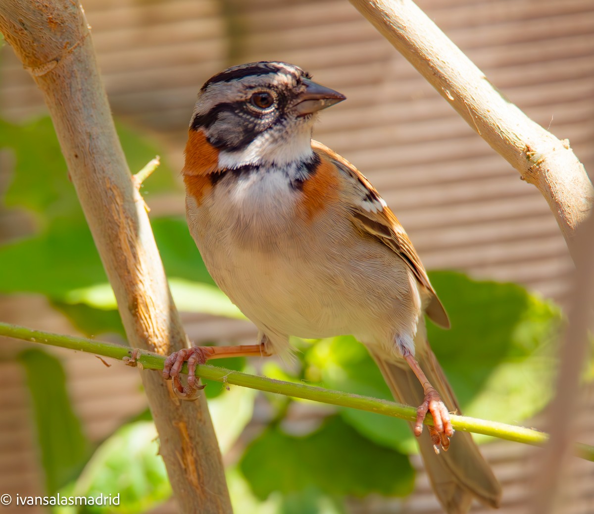 Rufous-collared Sparrow - ML618537562
