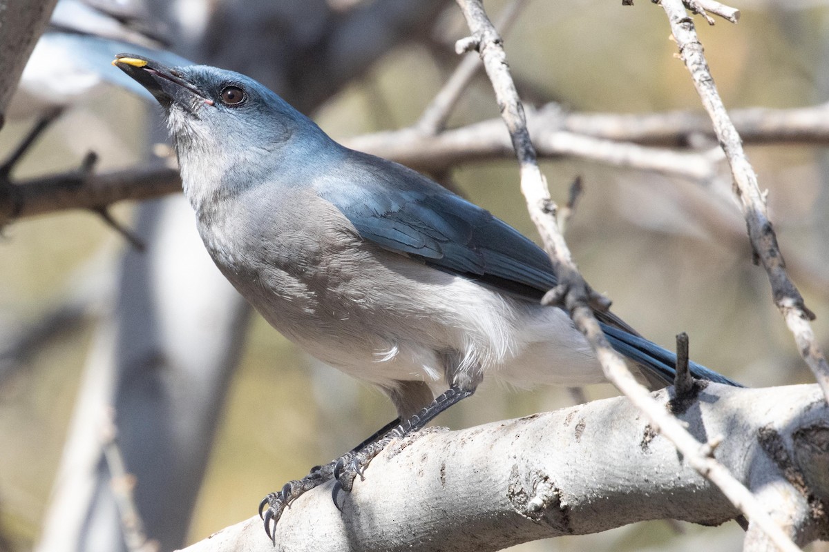 Mexican Jay - ML618537573