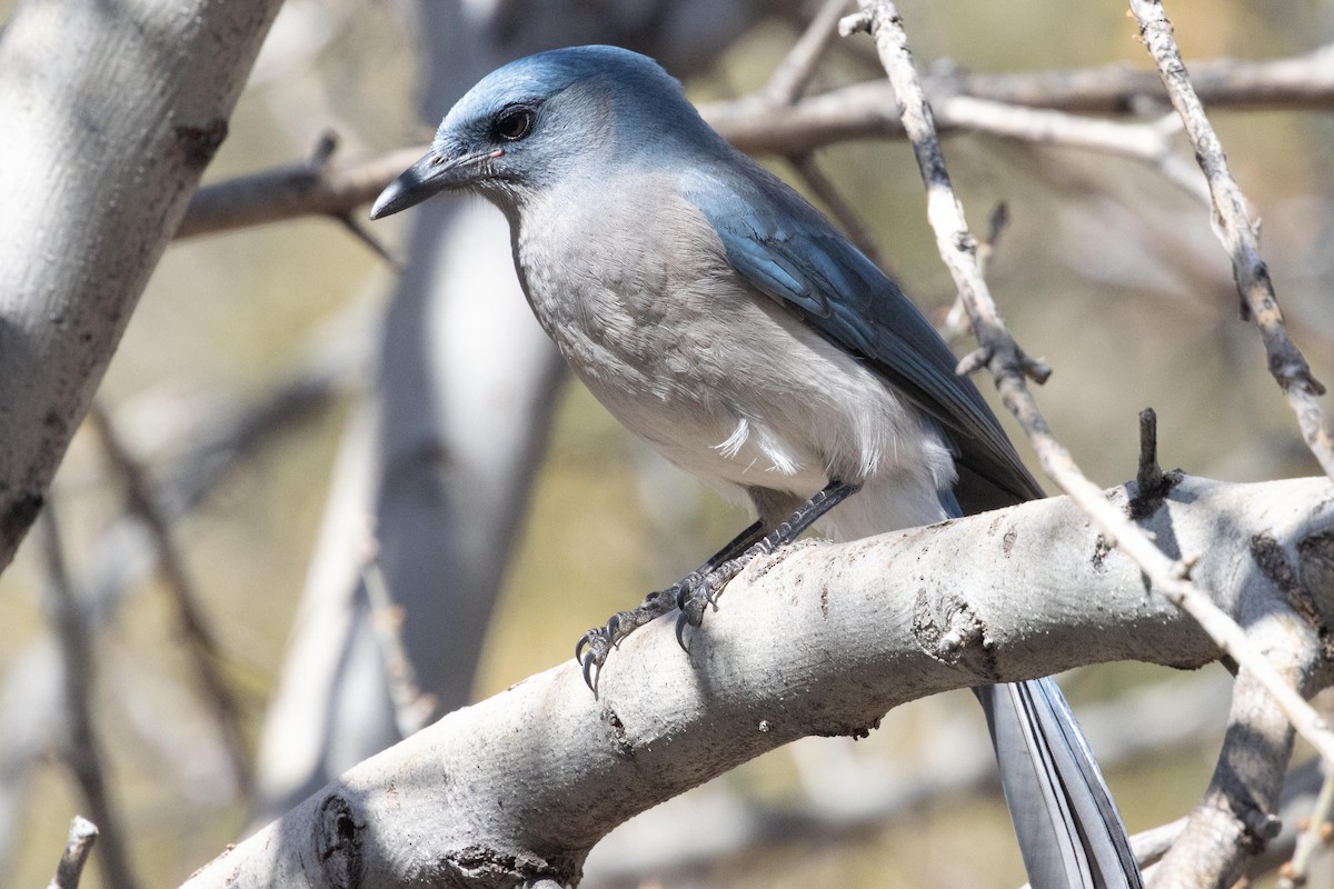 Mexican Jay - ML618537574