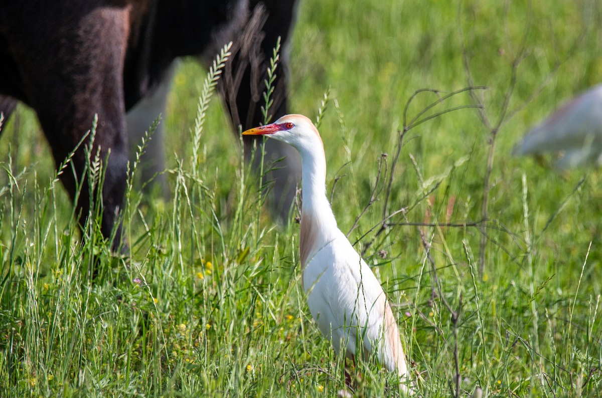 Western Cattle Egret - Kelsey Biles