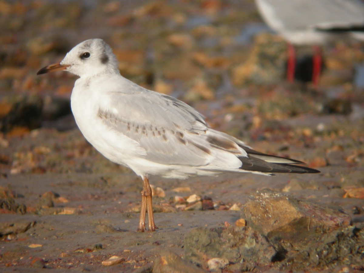 Mouette rieuse - ML61853761