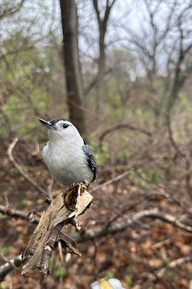 White-breasted Nuthatch - ML618537627