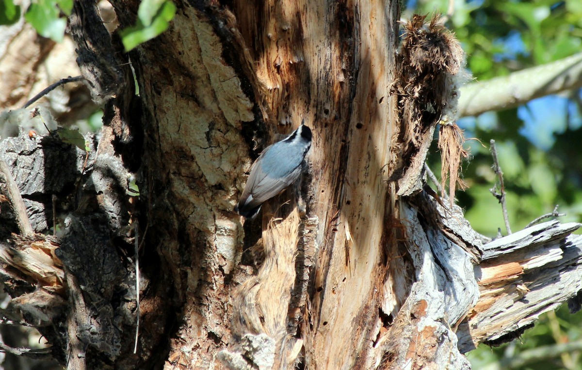 Red-breasted Nuthatch - ML618537639