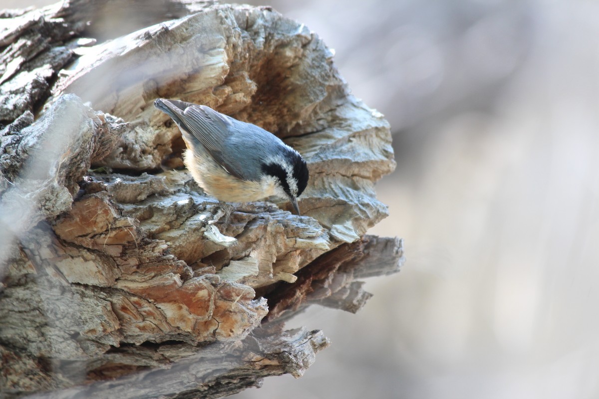 Red-breasted Nuthatch - ML618537640