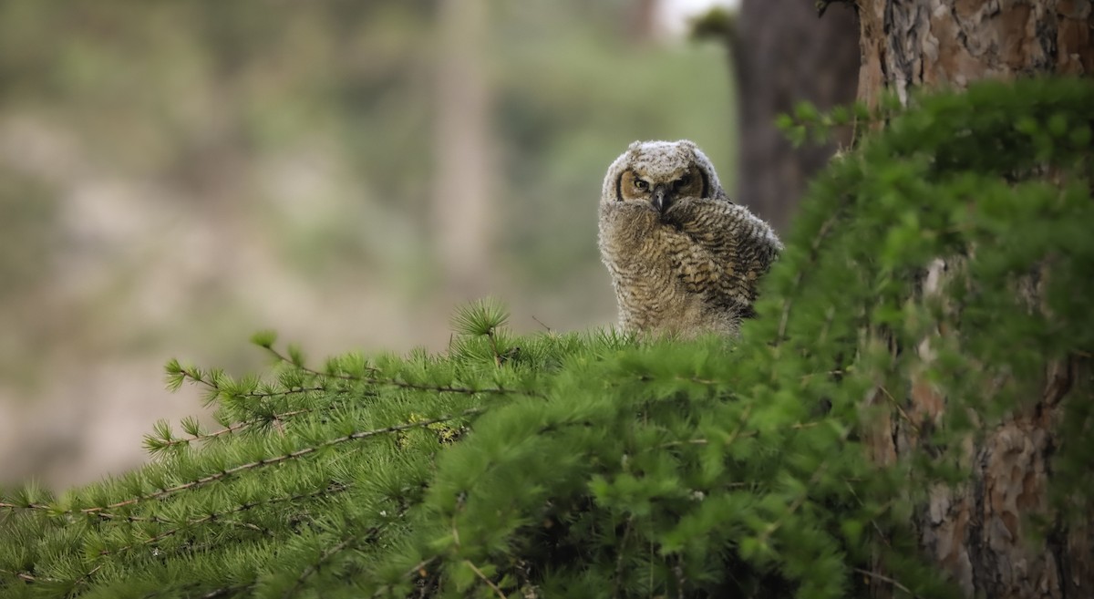 Great Horned Owl - ML618537649