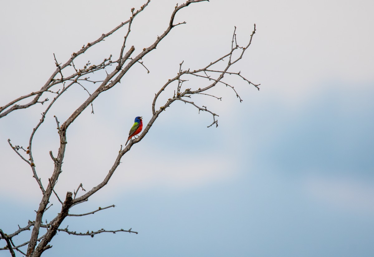 Painted Bunting - ML618537650