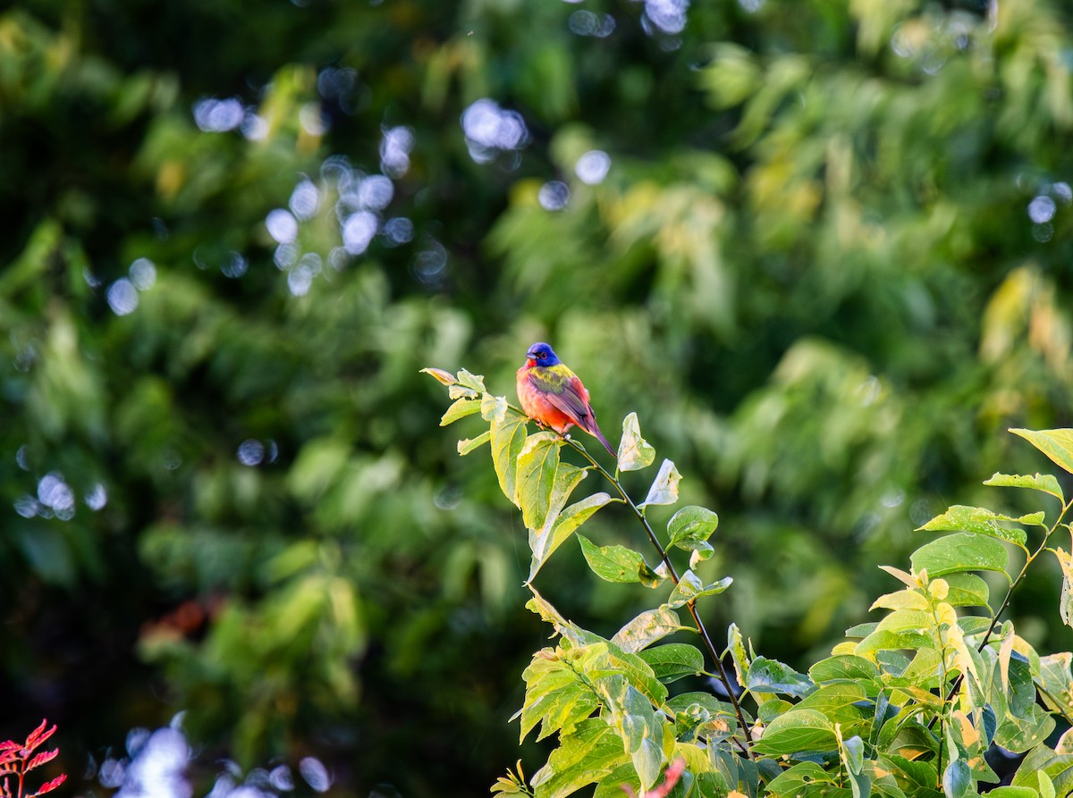 Painted Bunting - ML618537652