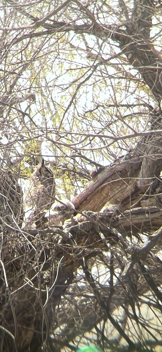 Great Horned Owl - ML618537673