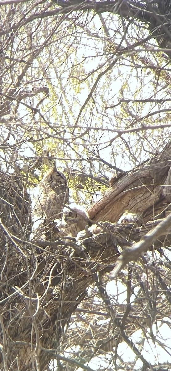 Great Horned Owl - ML618537674