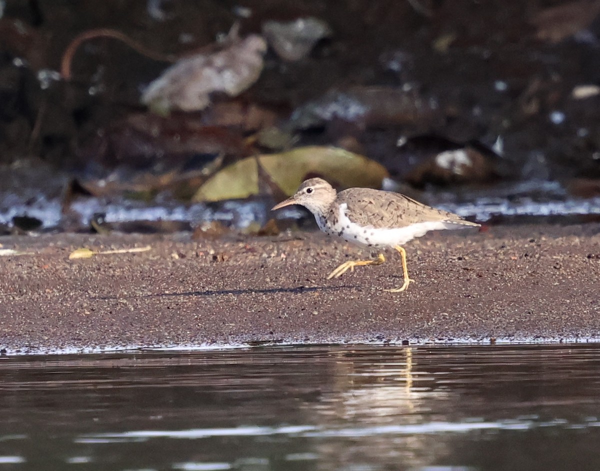Spotted Sandpiper - Sally Veach