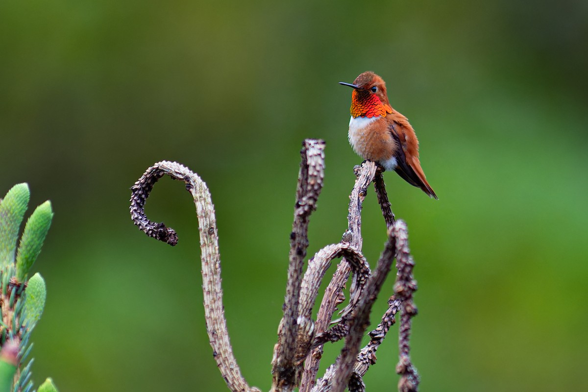 Rufous Hummingbird - ML618537698