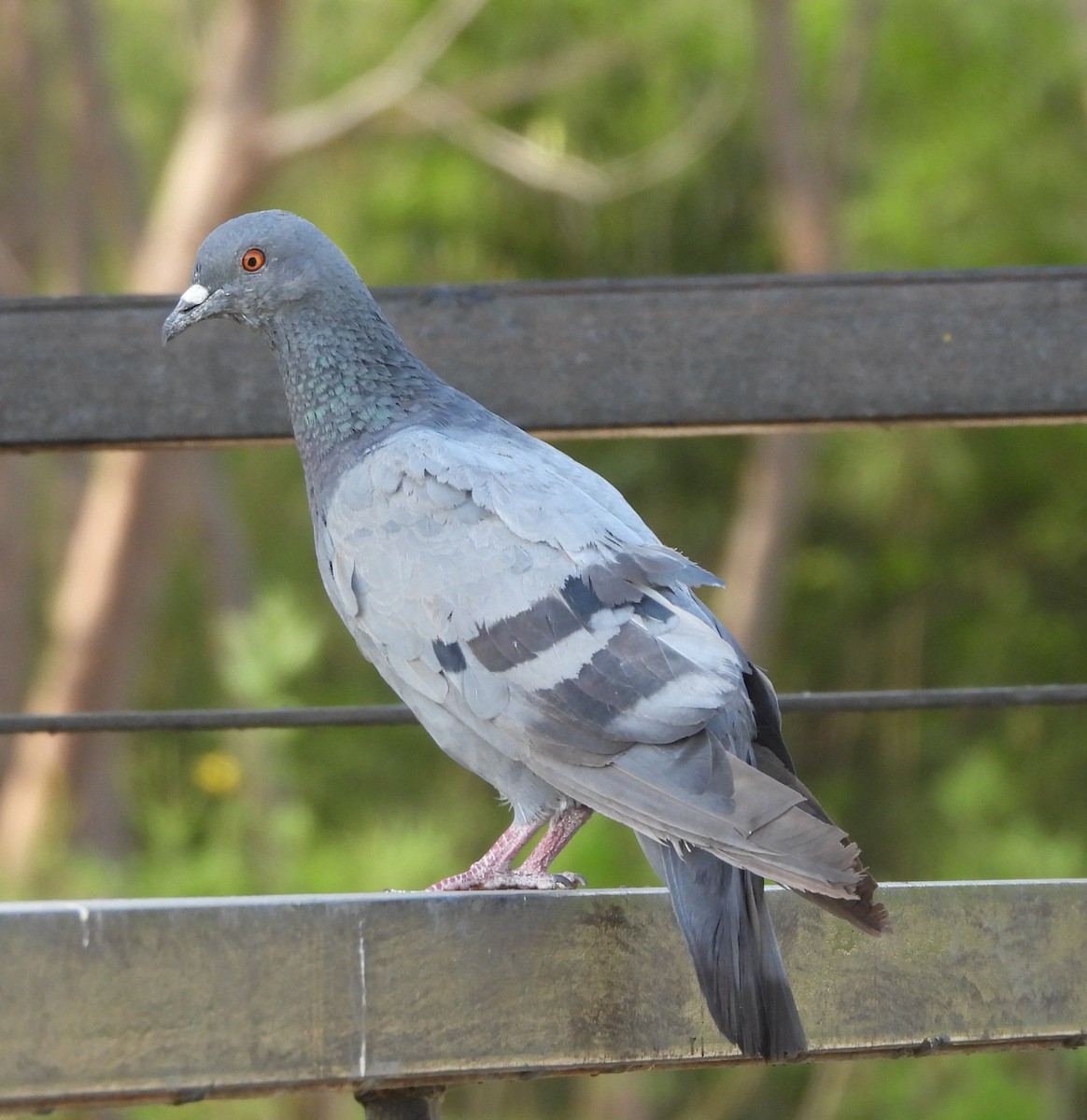 Rock Pigeon (Feral Pigeon) - ML618537700