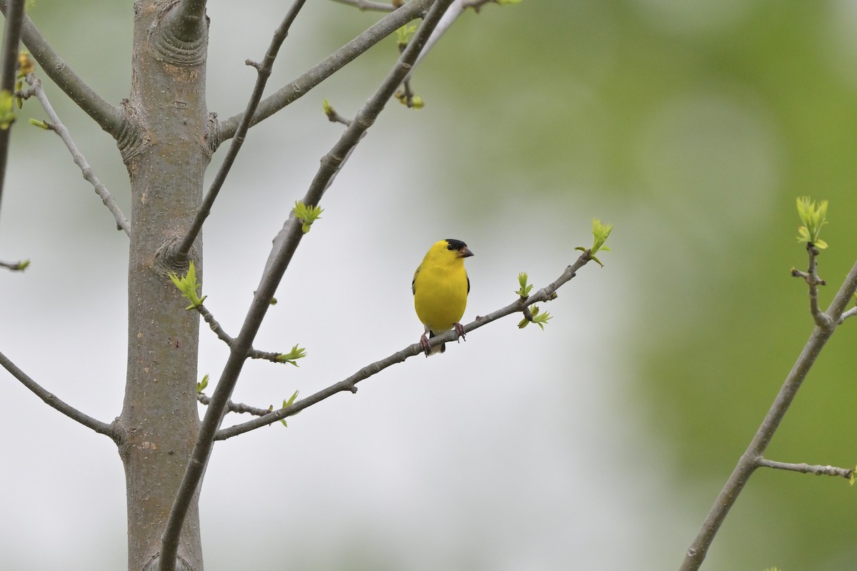 American Goldfinch - Cameron Young