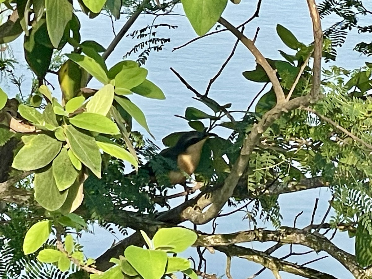 Mangrove Cuckoo - ML618537721