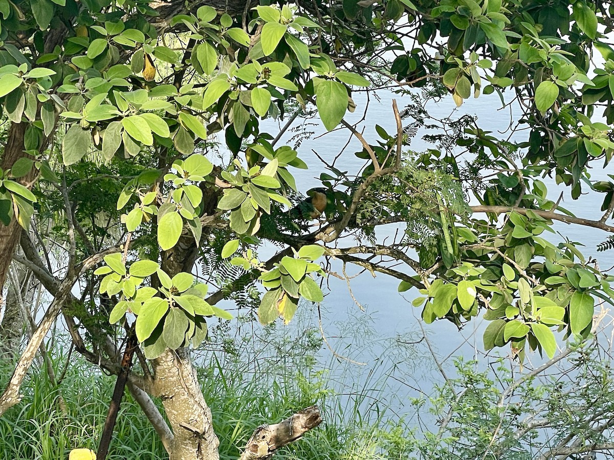 Mangrove Cuckoo - ML618537722