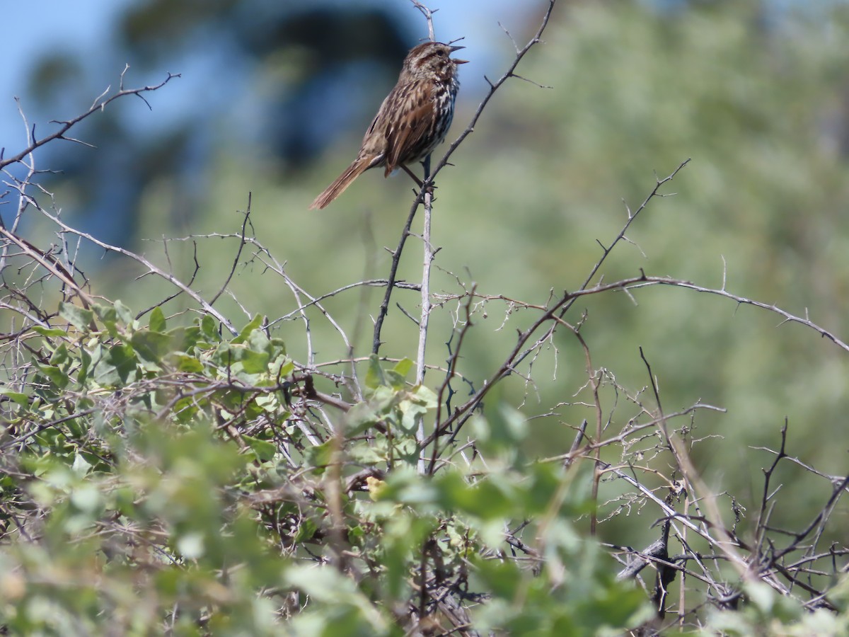 Song Sparrow - Kaiting H