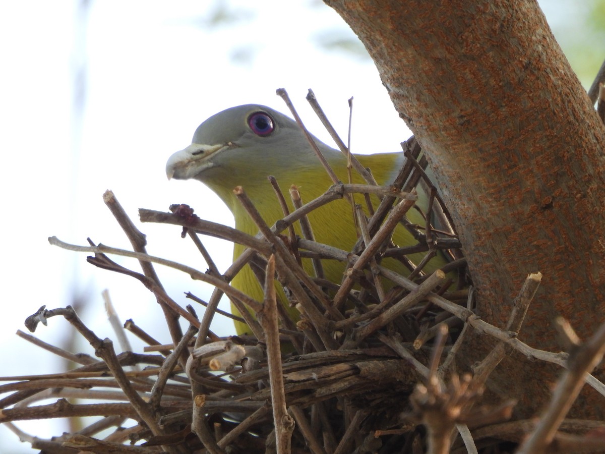 Yellow-footed Green-Pigeon - ML618537744