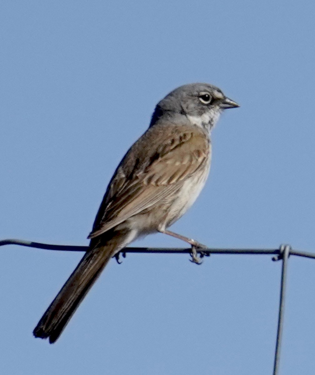 Sagebrush Sparrow - ML618537757