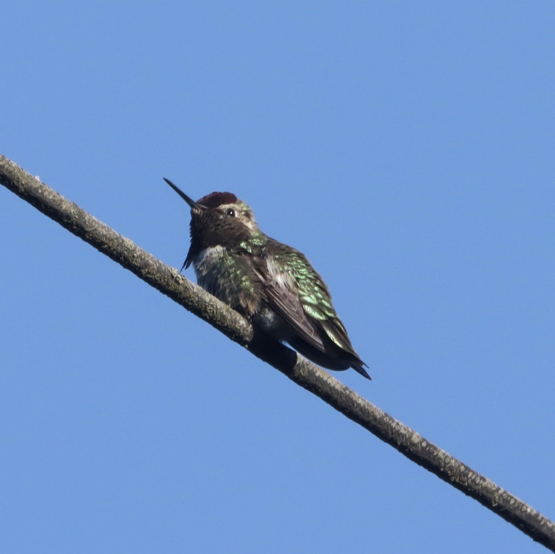 Anna's Hummingbird - ML618537763
