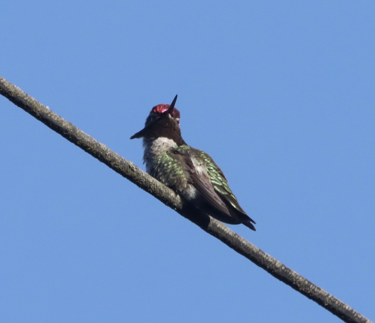 Anna's Hummingbird - ML618537764