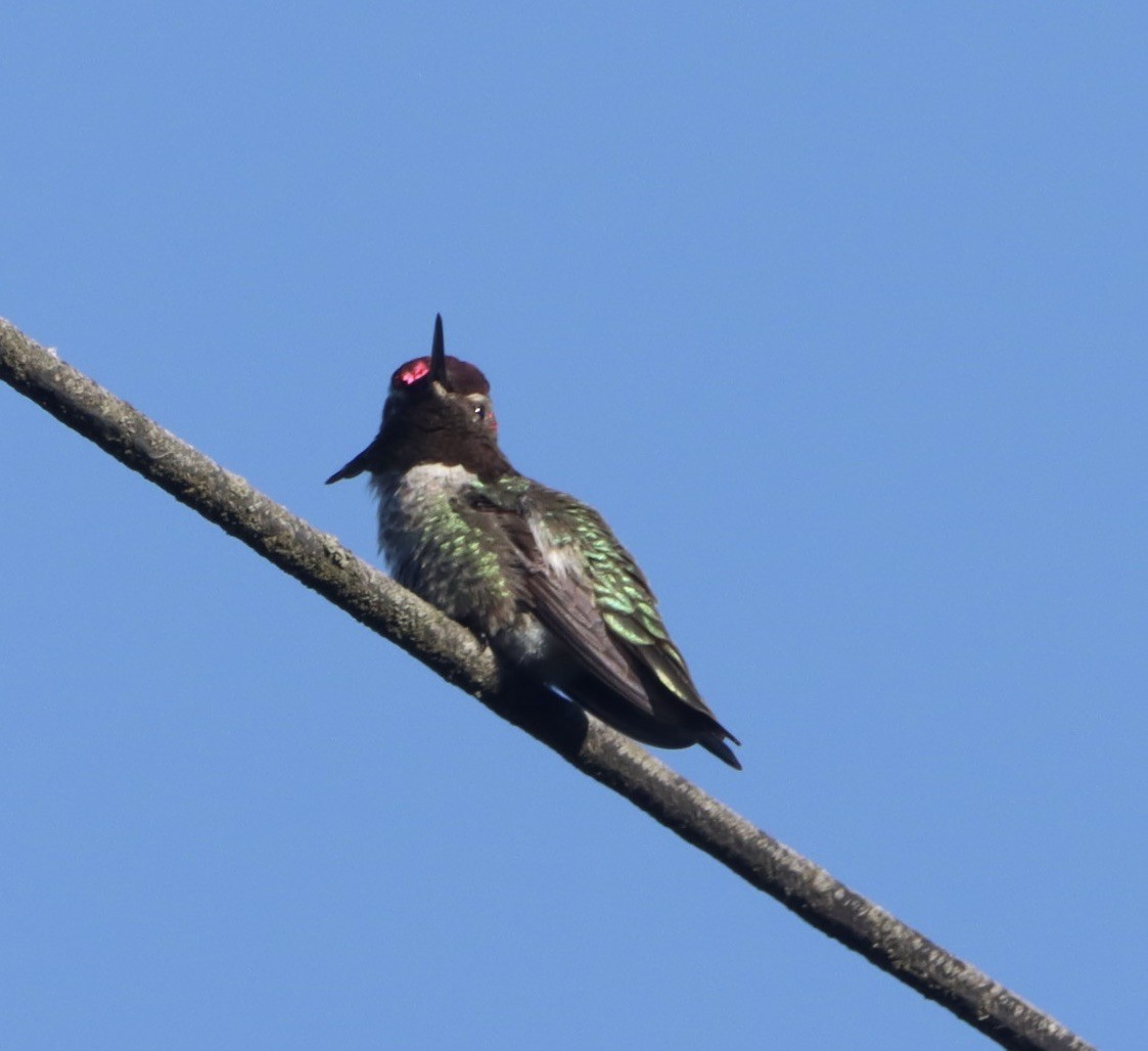 Anna's Hummingbird - Lani Hyde