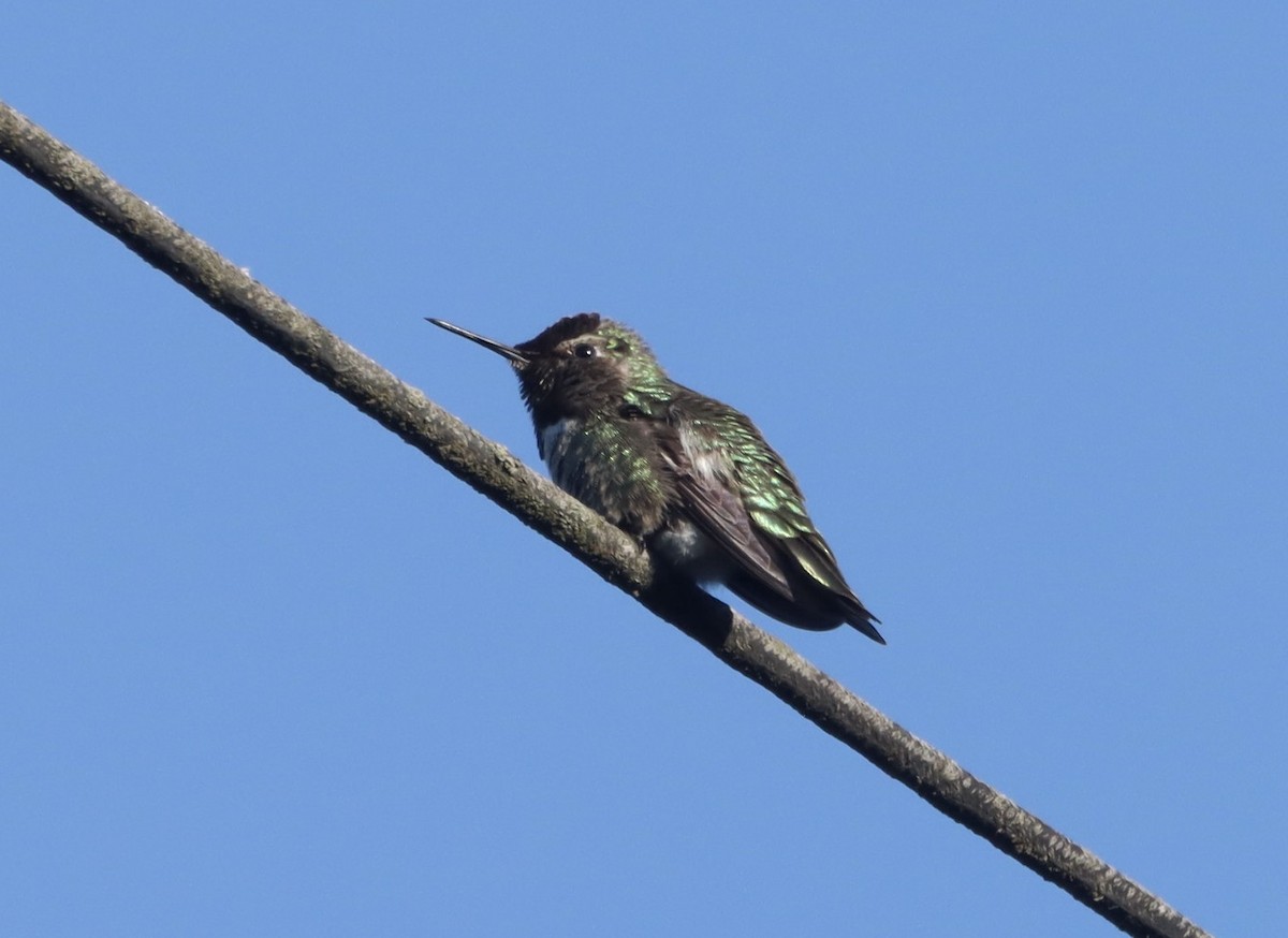 Anna's Hummingbird - ML618537766
