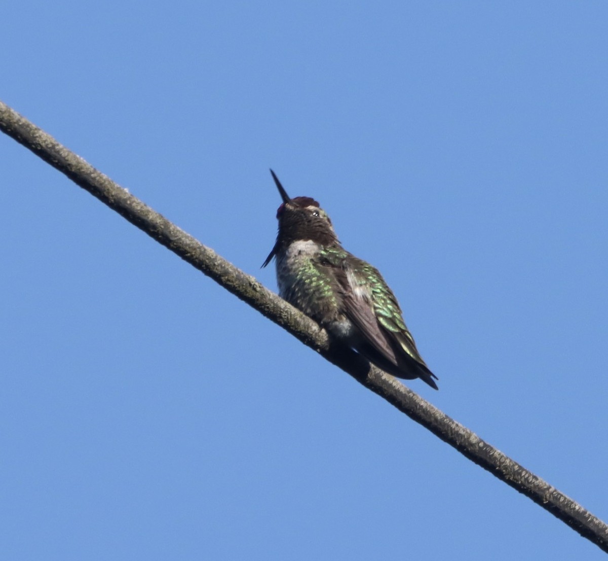 Anna's Hummingbird - ML618537767