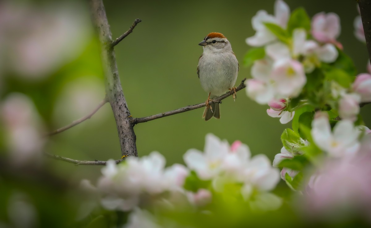 Chipping Sparrow - ML618537771