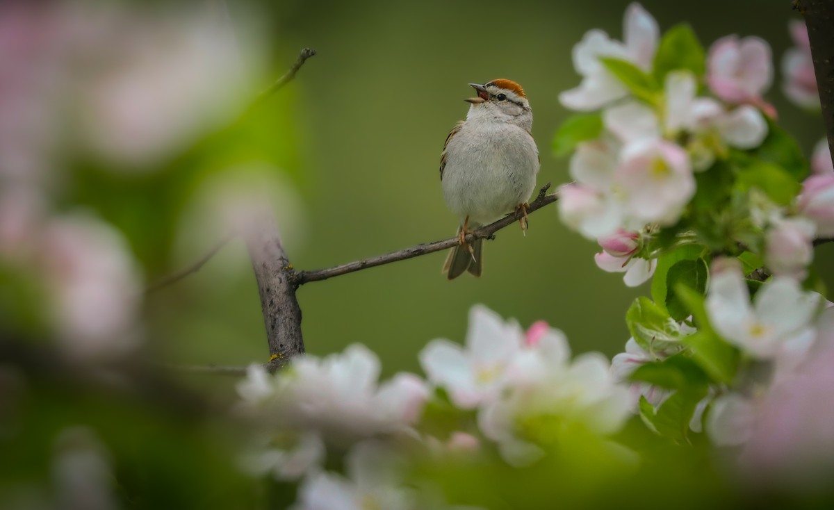 Chipping Sparrow - ML618537773