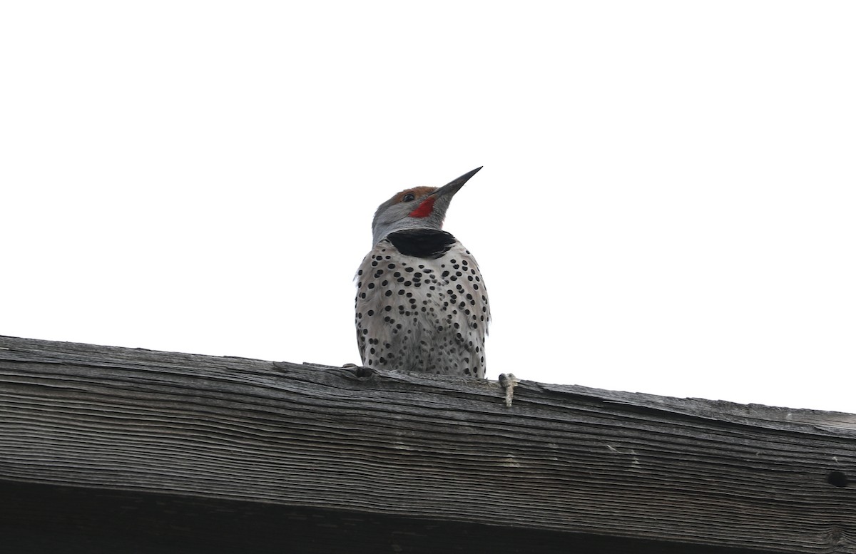 Northern Flicker (Red-shafted) - ML618537818