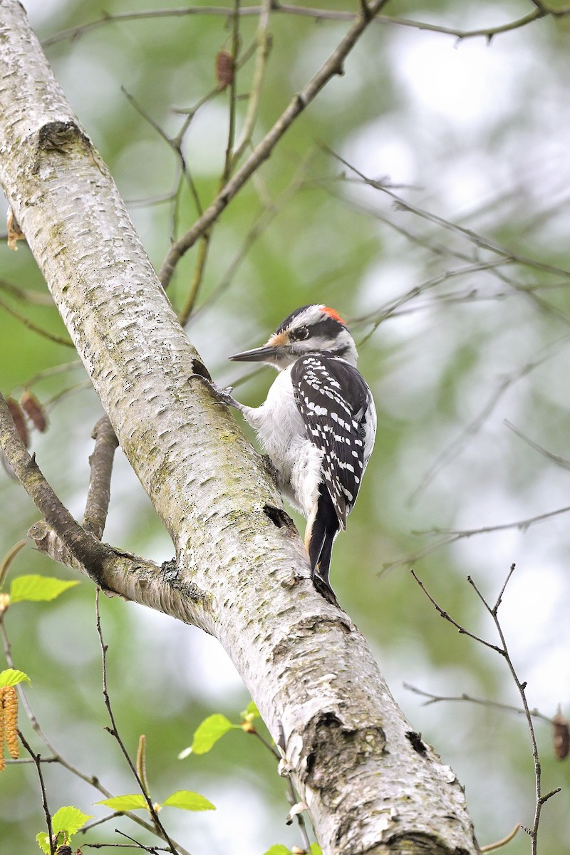 Hairy Woodpecker - Cameron Young