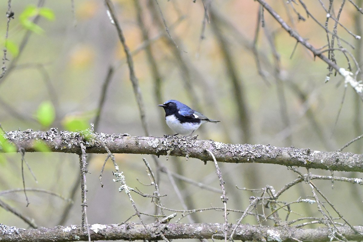 Black-throated Blue Warbler - ML618537867