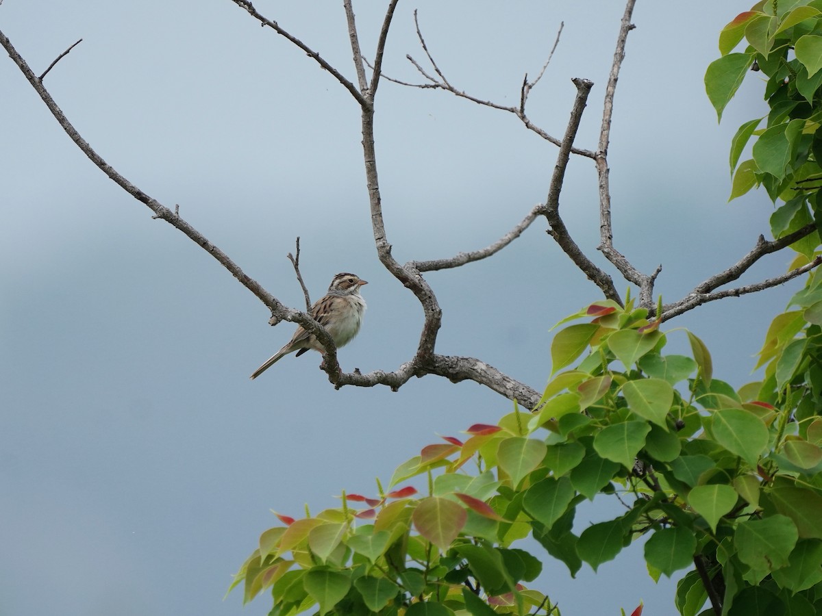 Clay-colored Sparrow - ML618537877