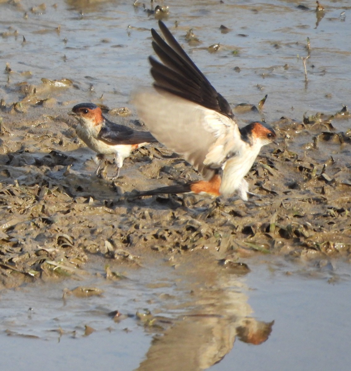 Red-rumped Swallow - ML618537897