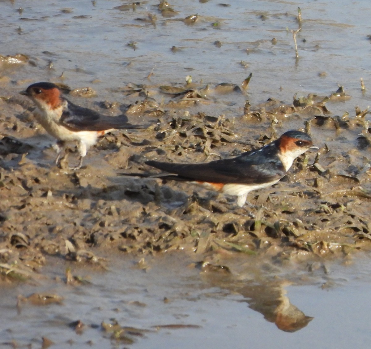 Red-rumped Swallow - ML618537900