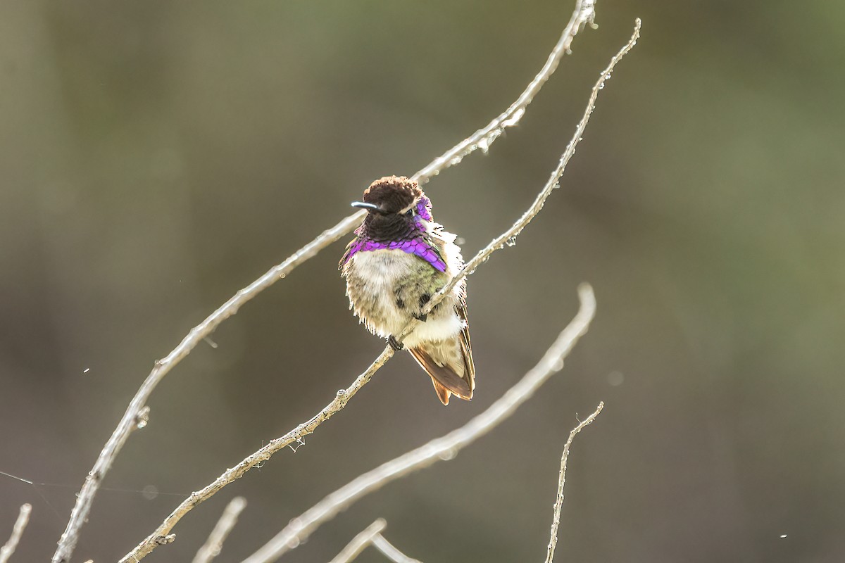 Costa's Hummingbird - ML618537909