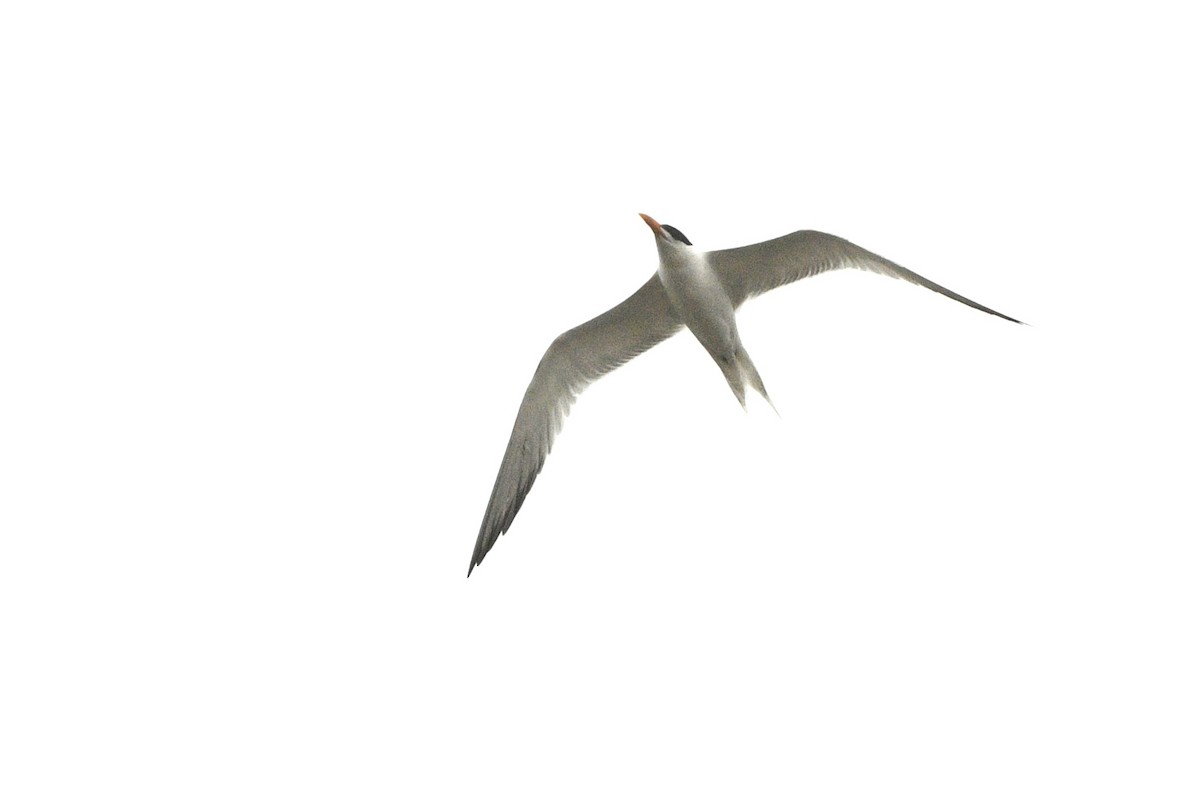 Royal Tern - Jim Pawlicki