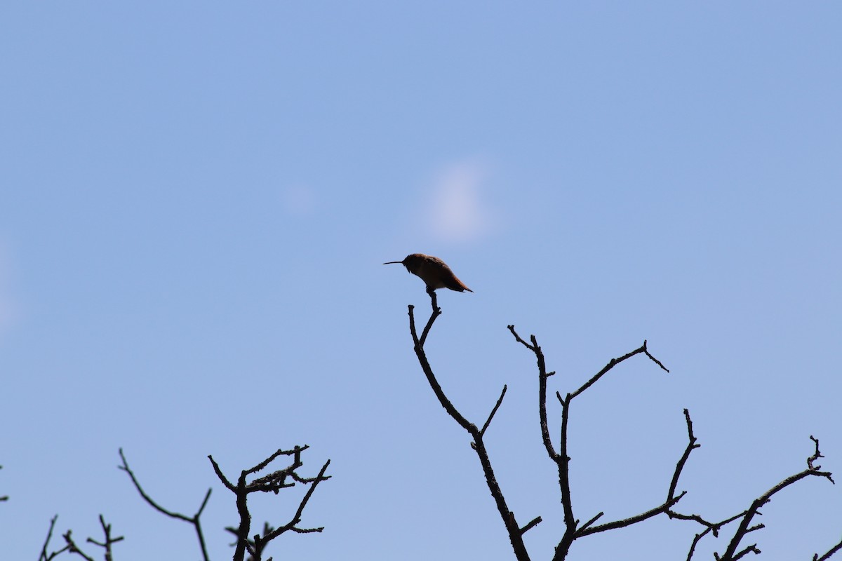 Rufous/Allen's Hummingbird - carla dantonio