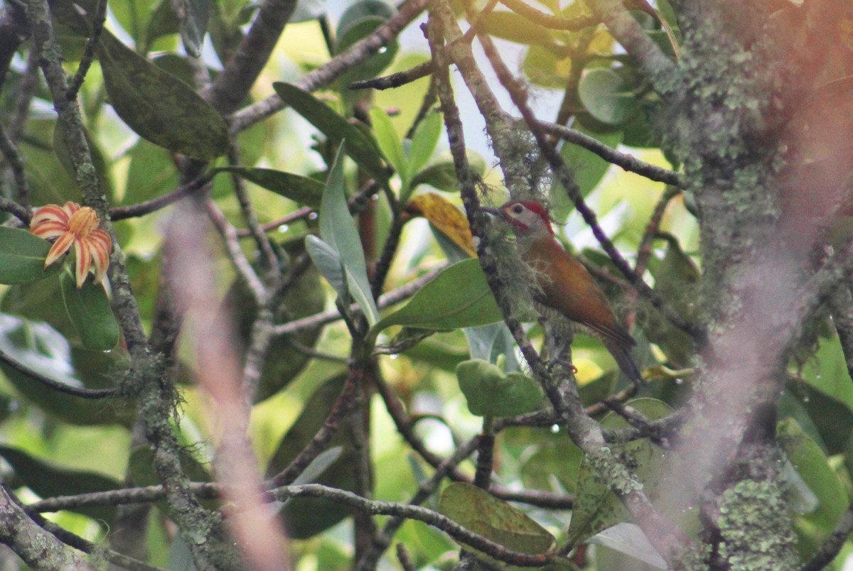 Golden-olive Woodpecker - ML618537960